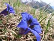 67 Gentiana clusii (Genziana di Clusius)